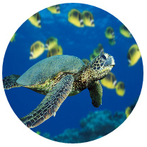 ImageBrush ile gelen kaplumbağamız :)